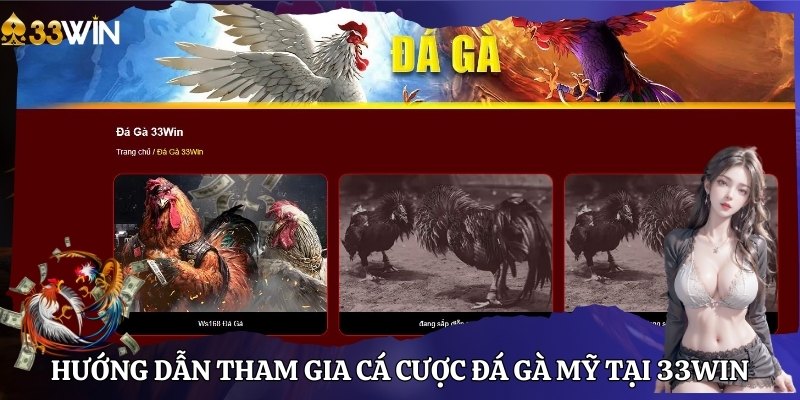 Hướng dẫn tham gia cá cược đá gà Mỹ tại 33Win