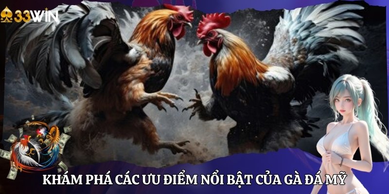 Khám phá các ưu điểm nổi bật của gà đá Mỹ