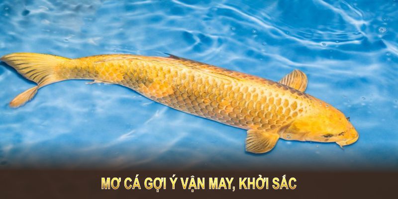 Mơ cá gợi ý vận may, khởi sắc, định hướng tương lai