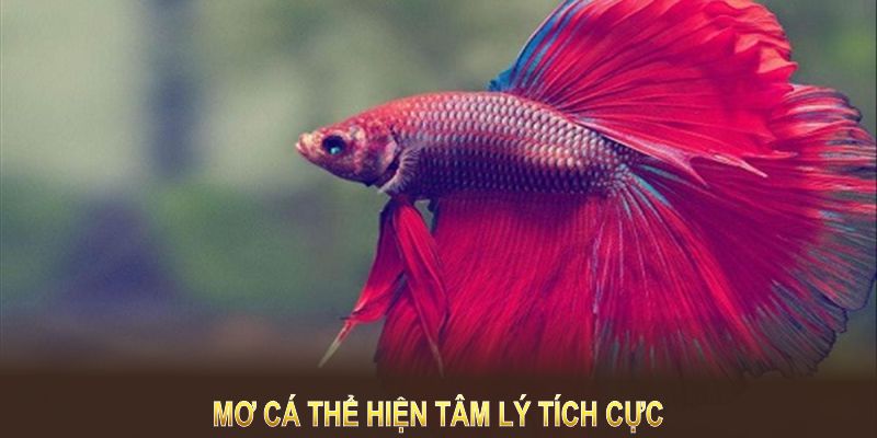 Mơ cá thể hiện tâm lý tích cực, khởi sắc tài lộc