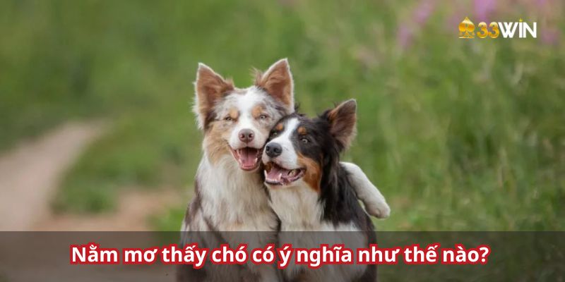 Nằm mơ thấy chó có ý nghĩa đa dạng