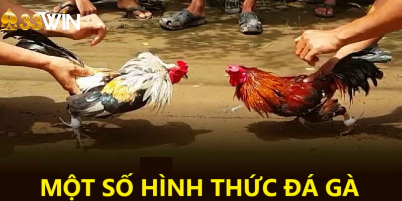 Một vài loại hình chọi gà trực tuyến được yêu thích tại 33win